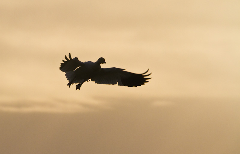 Snow Goose In Flight